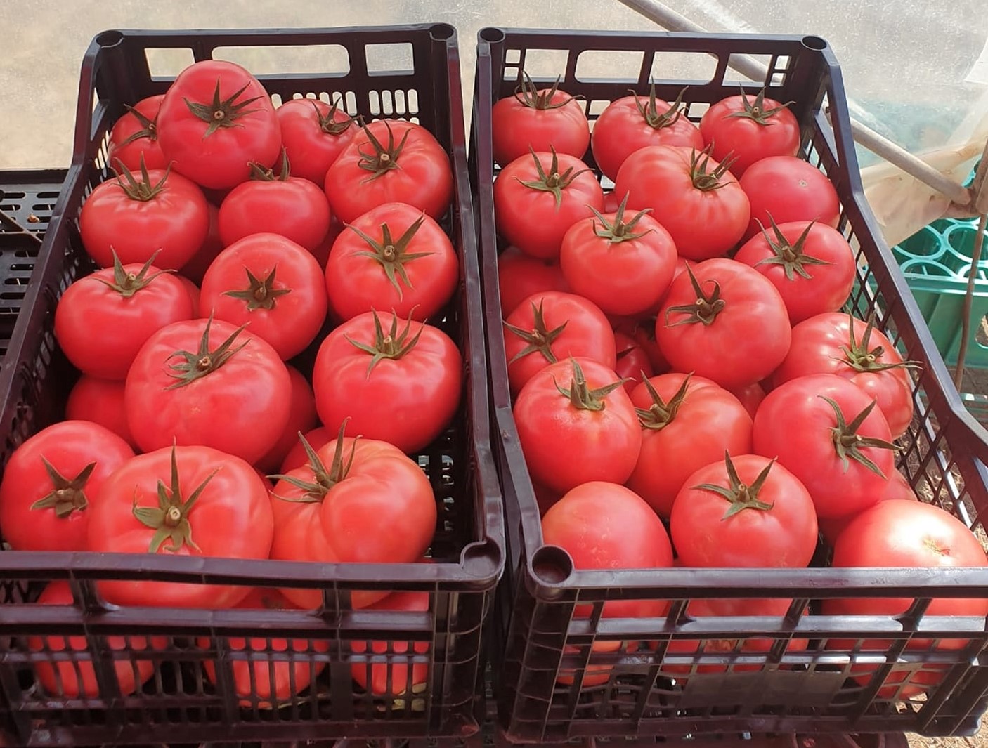 Seminte de tomante Manistella F1