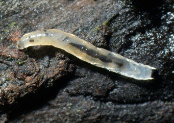 Larva de Sciaride