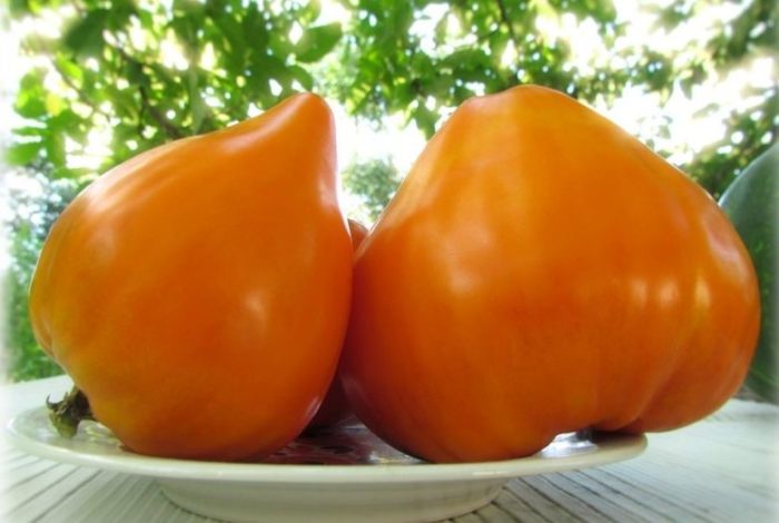 Tomatele inima de bivol portocalii