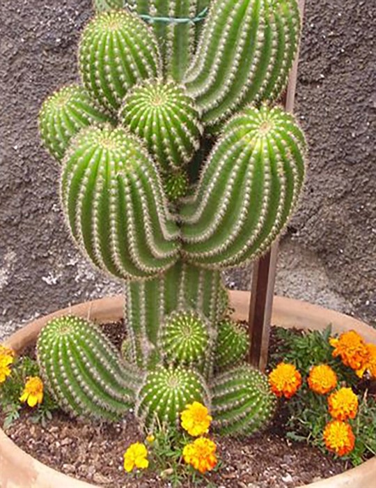 cactus.jpg