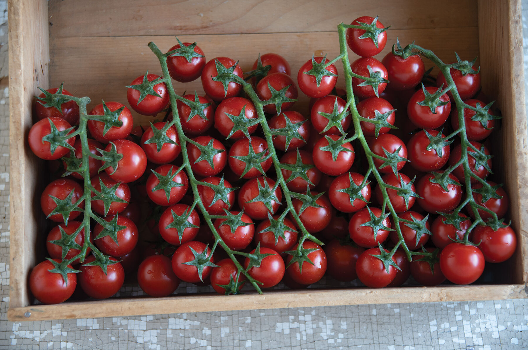 Seminte tomate Edox F1