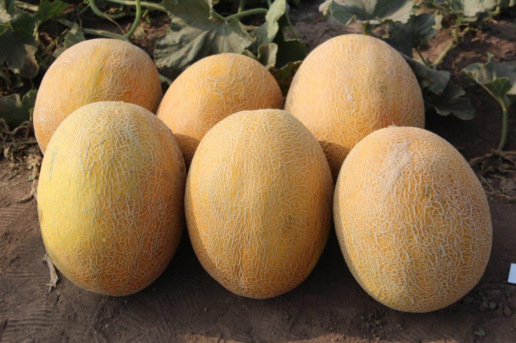 Pepene galben Flander F1