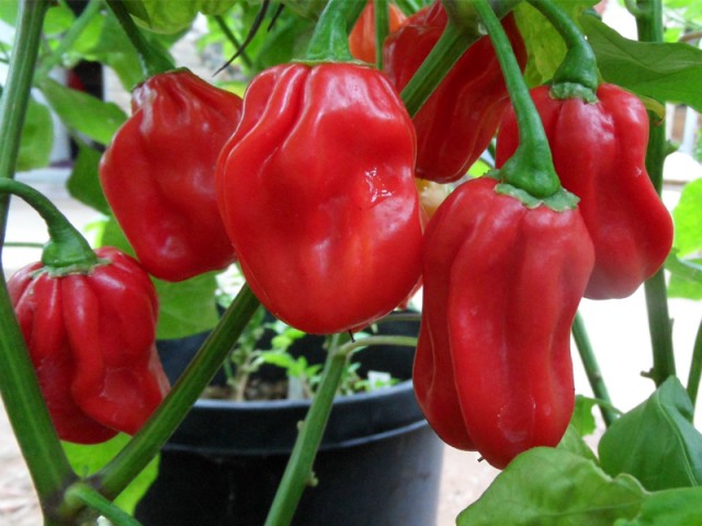 Ardei habanero rosu