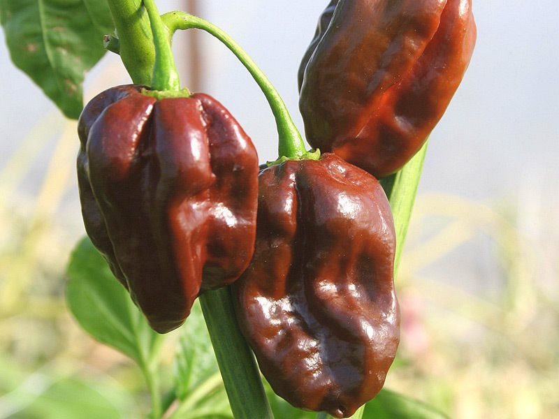 Ardei iute Habanero Chocolat