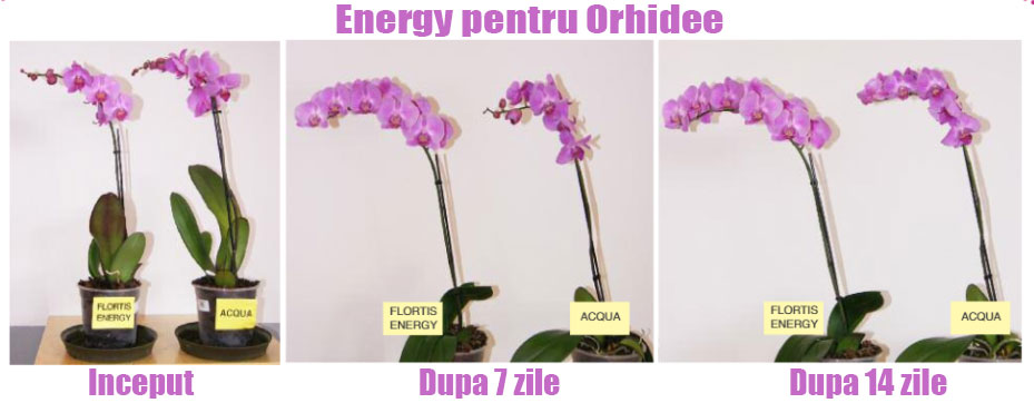 Efectul aplicarii ingrasamantului Flortis Orhidee