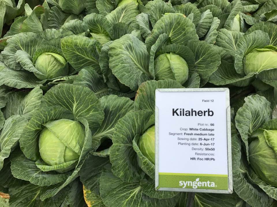 Kilaherb F1
