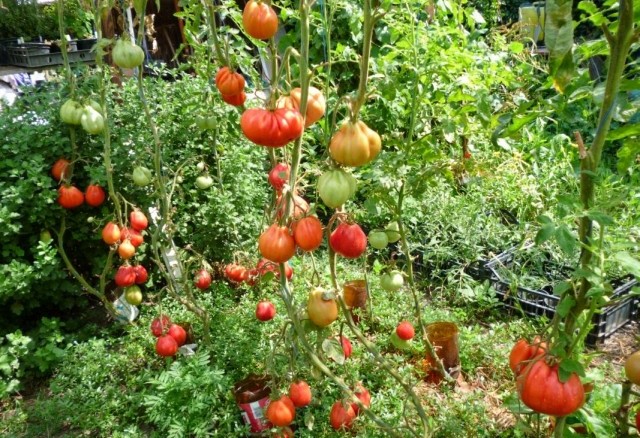 Tomate Liguria F1