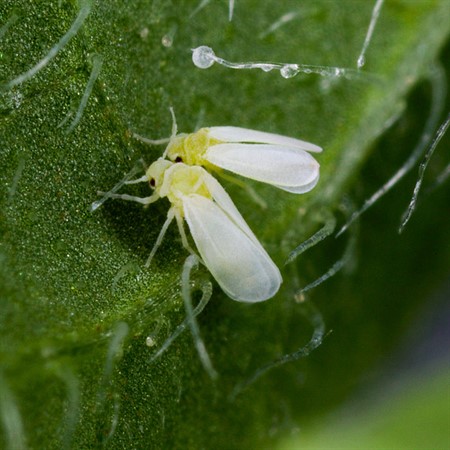 musculita-alba.jpg