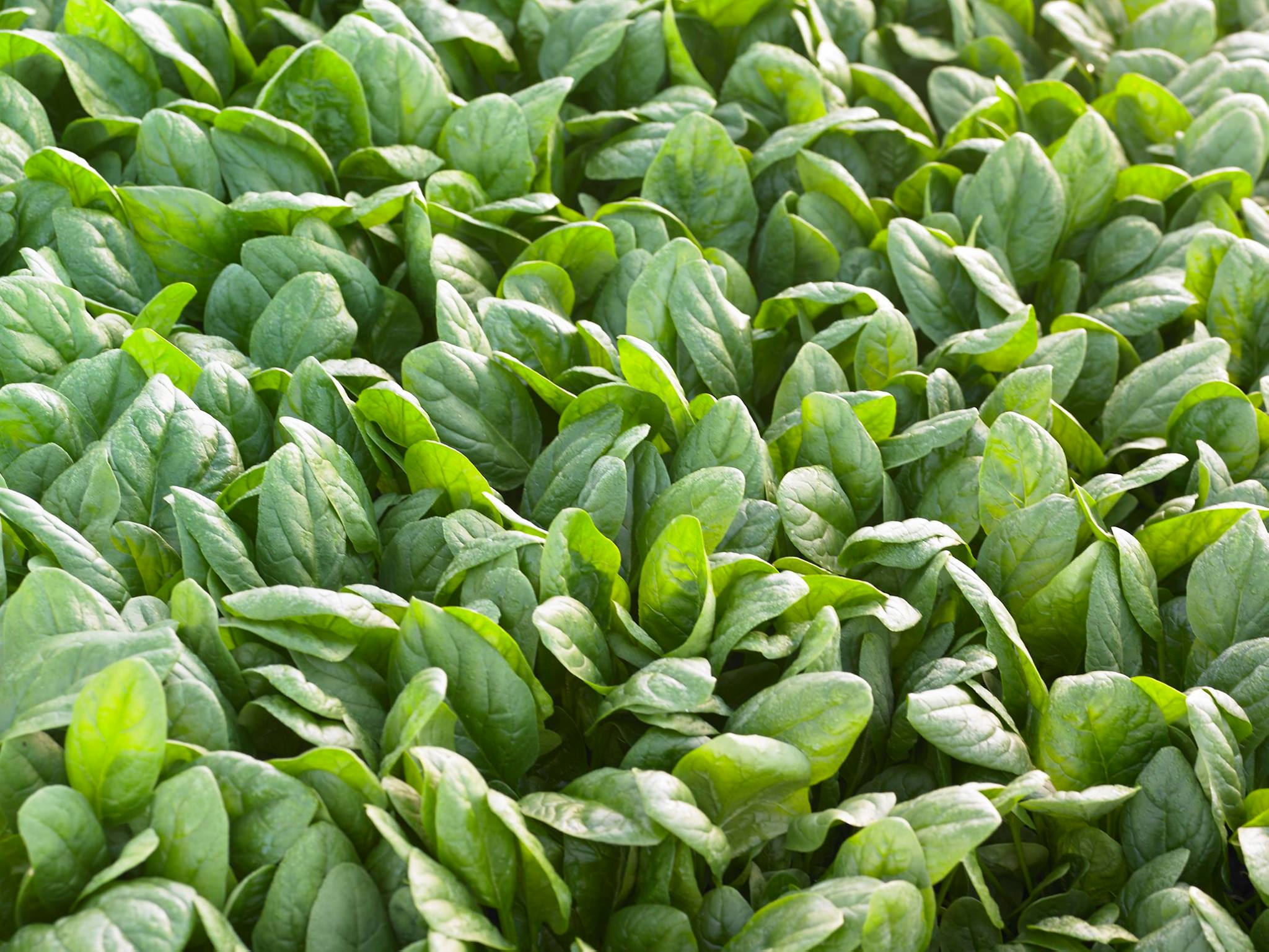 Odysseus F1