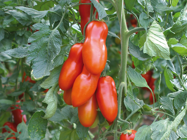 Tomate Pozzano F1