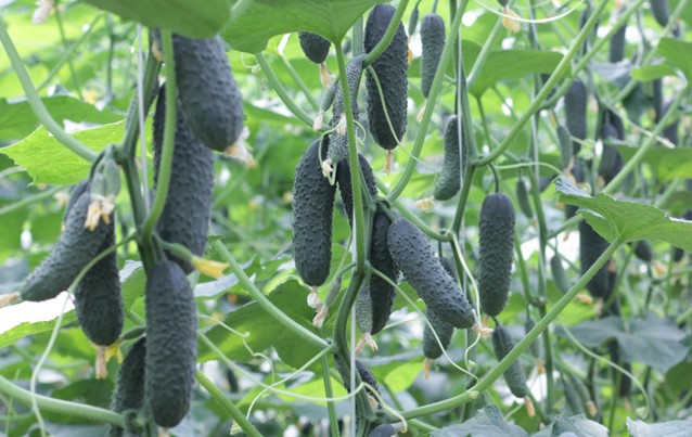 Seminte castravete Severin F1