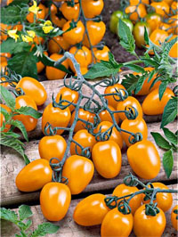 Seminte de tomate cherry galbene prunisoare