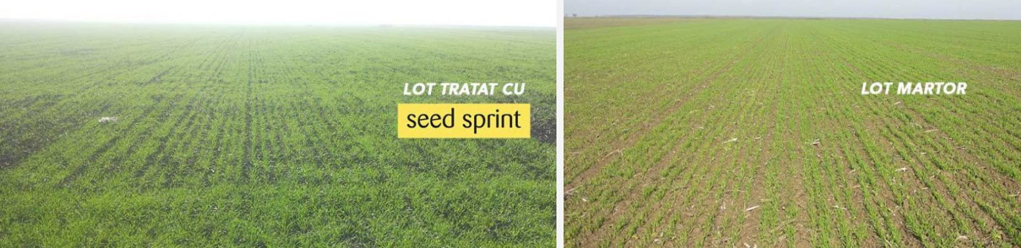 demonstratie-tratament-seed-sprint