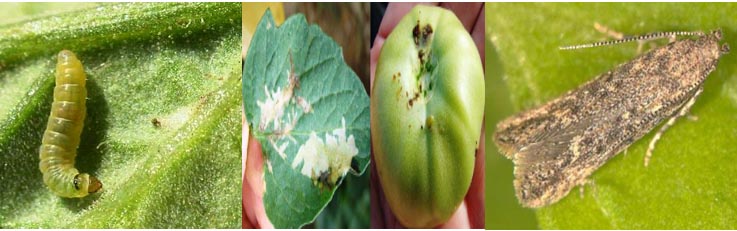 Larva si adult si manifestari pe frunze si fructe