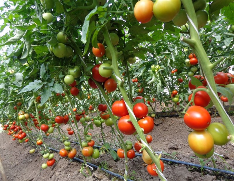Seminte De Tomate Attiya F1 Rz Seminteplante Ro