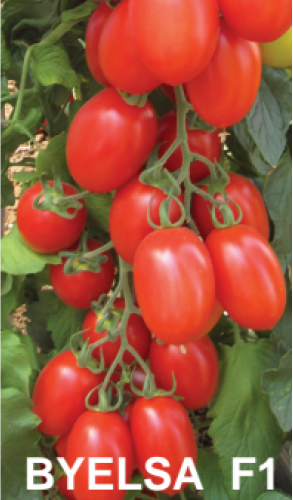 tomate Byelsa F1