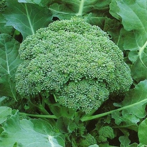broccoli Calabrese