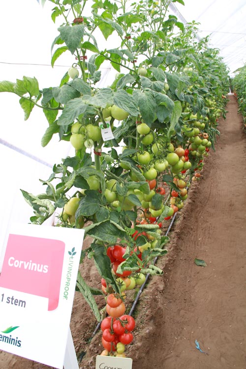 Seminte de tomate Corvinus F1