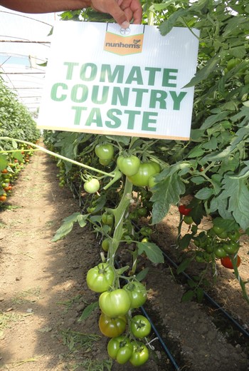 tomate Country Taste F1