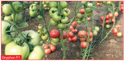 Seminte de tomate Roz Gryphon F1