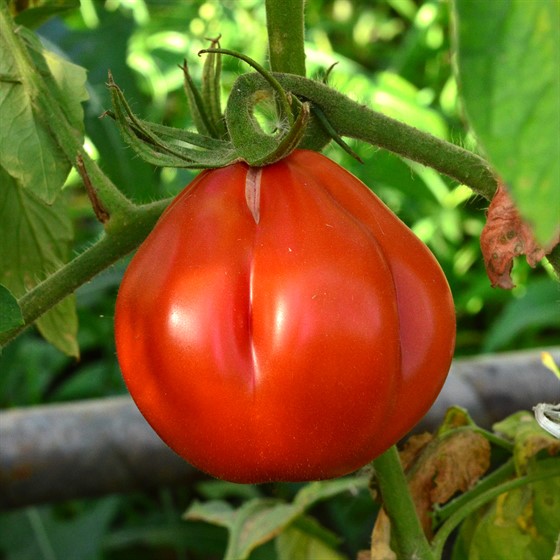 tomate Inima de bou