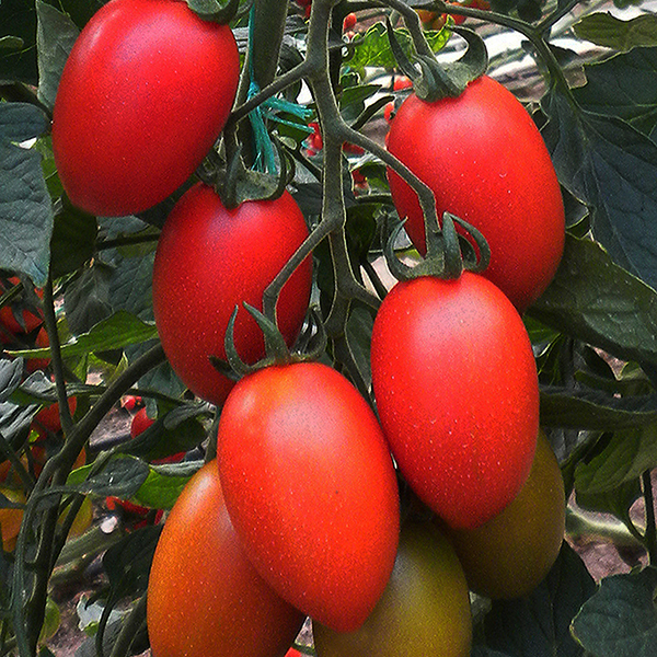 tomate Missouri