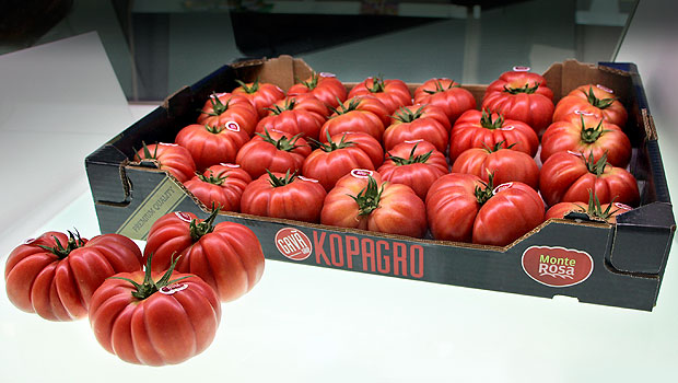 Monterosa F1 hibrid profesional de tomate