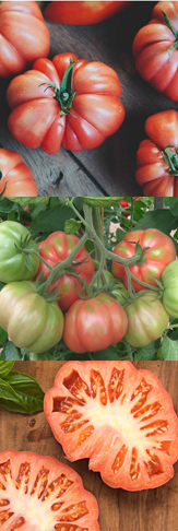 Seminte de tomate Monterosa F1