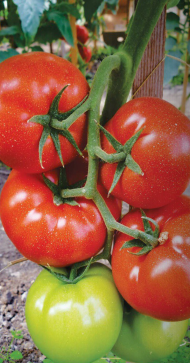 Seminte de tomate Panekra