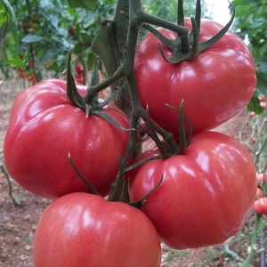 Seminte de tomate Pink Wonder