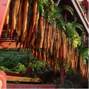 Seminte de morcovi Morelia F1