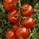 Seminte de tomate Menhir F1