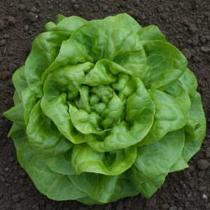 Seminte de salata Antedis