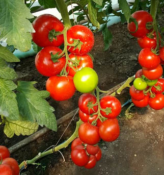 Seminte de tomate Alamina F1