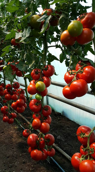 Seminte tomate alamina F1