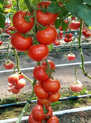 Seminte de tomate Doufu F1