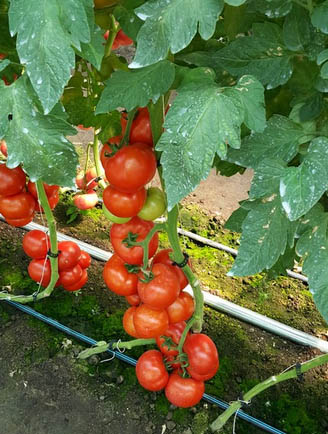 Seminte de tomate Doufu